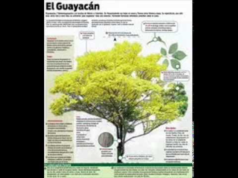 FG  Viejo Guayacán - Dionisio Garrido