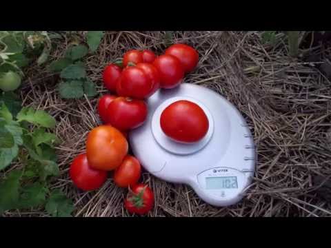 , title : 'Сорт томата "Сибирский скороспелый красный"'