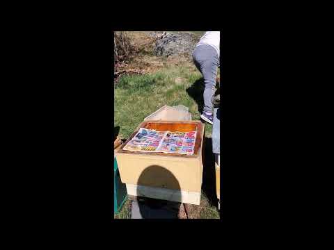 Sammanslagning av vicelöst bisamhälle med avläggare.