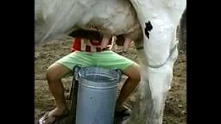 preview picture of video 'menino tirando leite e ele so tem quatro anos'