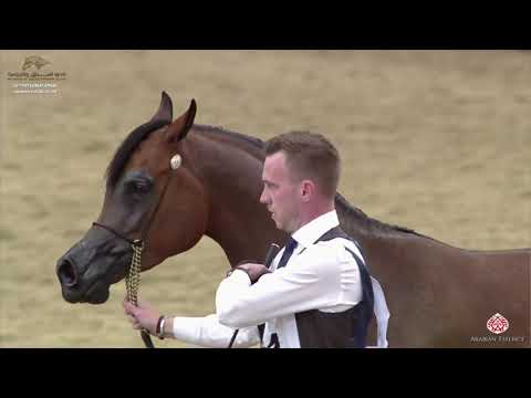 N 64 BELLADONNA AT   29th Qatar Intl A H  Show 2020   4 6 Years Old Mares Class 4A