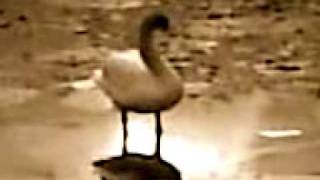 SpokenWordSong 2002: "WENDEZEIT (Feld & Flur II)" @ www.POPLYRIK.de