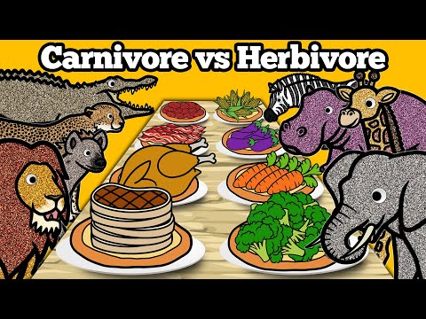 Carnivore vs Herbivore Animals | Safari Animals Food Matching Game for Children