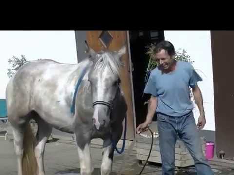 For Sale: *** Flicka *** Pferdehandlung Dederichs ***