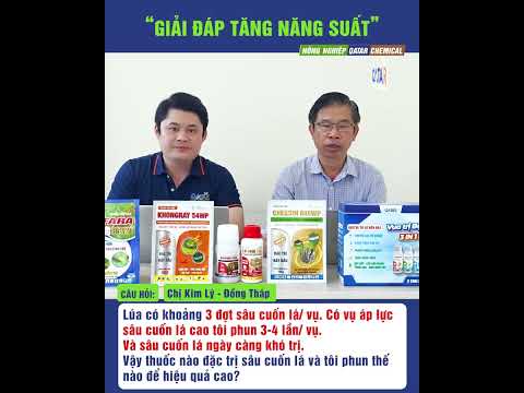 Sâu quấn lá trên lúa