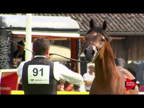 N.91 F TAYYAR IBN AL LAHAB - Ströhen 2017 C-Show - 7.9 Years Old Stallions (Class 13)