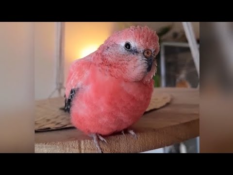 Rosey Bourke parakeet singing# sounds