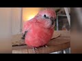 Rosey Bourke Parakeet Singing Sounds