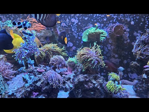 SBB corals Review number 11