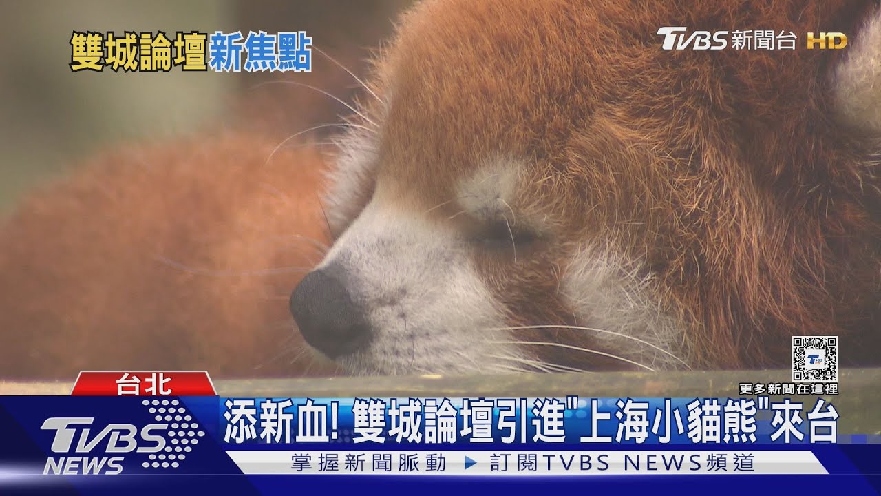 雙城論壇照辦! 台北上海將簽「小貓熊MOU」