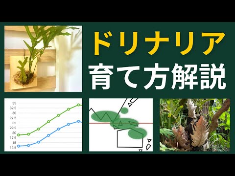 アルティドナについて詳しく解説