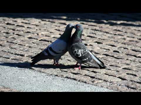 Fitnete Rexha - Ferfelloj fellanza n'uje