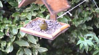 Flew gently, sweet Afton Sittelle, mésange, rouge-gorge et leurs copains.