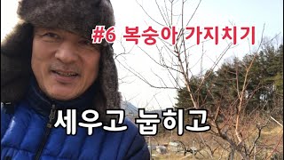 #6 복숭아 가지치기/ 각도에 따른 복숭아 수세조절 방법 /복숭아 정지전정 방법