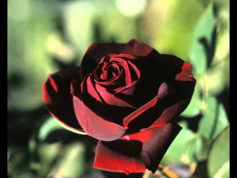 Mos'n featuring Latifah -  "la belle en bentley"