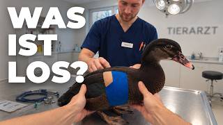 Jakobs Flügel macht Probleme… Ab zum Tierarzt!