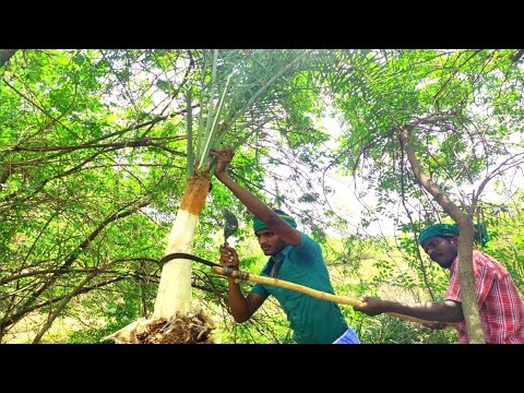 Healthy Data Palm Rice Eating in my village | Data Palm Tree | Data Palm | Mr kudimagan#viralvideo#