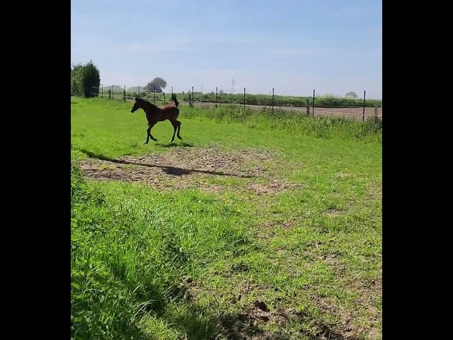 POULAIN PS ARABE &agrave; vendre