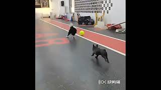 Maxi tenisák pre psa