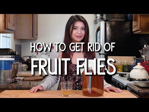 download lagu mp3 mp4 How To Keep Fruit Flies Away From Kombucha, download lagu How To Keep Fruit Flies Away From Kombucha gratis, unduh video klip How To Keep Fruit Flies Away From Kombucha