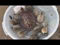 Amazing Catching Turtles in the Nest and Fishing Betta fish Lobster in a lake near the village