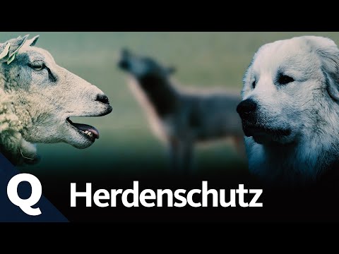 Protection from wolves: How livestock guardian dogs are trained | Quarks