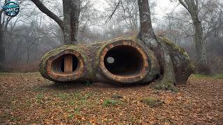 A Treehouse Like No Other – Turning a Fallen Tree into a Dream Home
