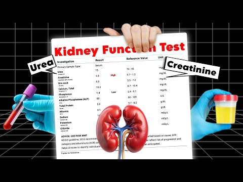 Kidney function test: Urea, Creatinine, eGFR and more!