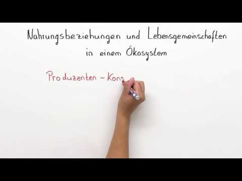 NAHRUNGSBEZIEHUNGEN IM ÖKOSYSTEM | Biologie | Ökologie