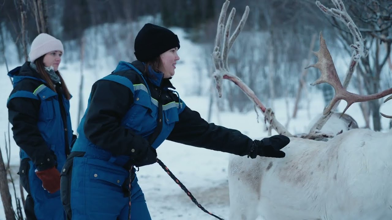 Discover a fascinating peek of Reindeer Sledding Experience.