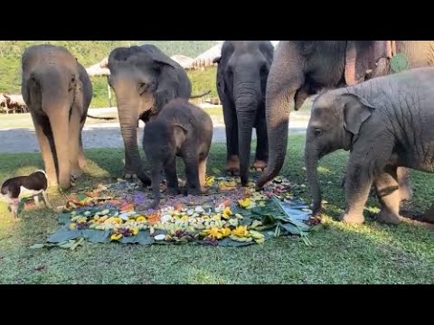 Happy Birthday Pyi Mai - EleFlix