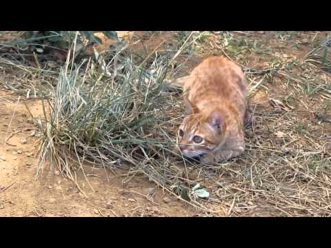 Wild Kaua'iin Kitten beats the bush
