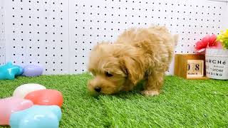 ハーフ犬の動画01