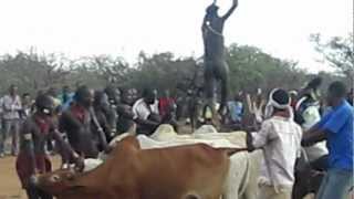 preview picture of video 'Hamer Bull Jumping'