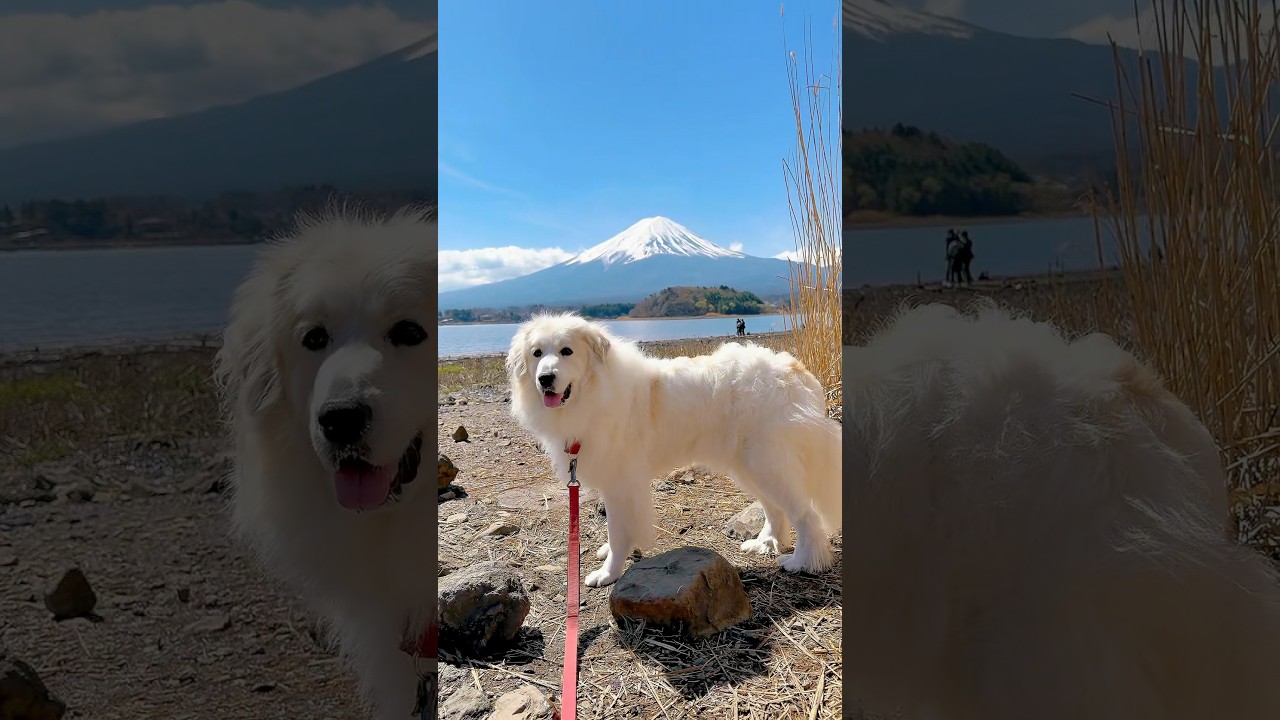 【保護したら腎不全だったピレネ犬あーたん】初めて富士山を見る