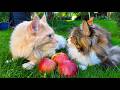 Picking Apples With Buster and Iris!