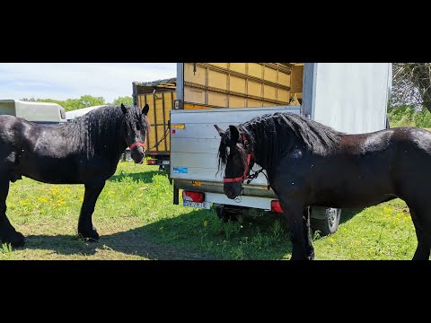 Armasar si iapa dl Ciobanu Marius de la Voitinel