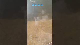 Download lagu fIshing#trending#viral#fIshinglife#instagram#fish#explorepage#bhoirajking#bhoiraj#reels#๐๐๐๐ ๐ ๐  mp3 Download lagu fIshing#trending#viral#fIshinglife#instagram#fish#explorepage#bhoirajking#bhoiraj#reels#๐๐๐๐ ๐ ๐  mp3