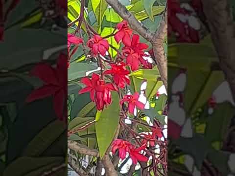 Beautiful  Red Flower || Red Plumeria Flower || Suja Pavithran #Shorts