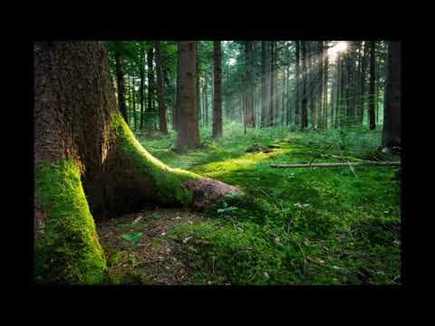 2 ore di suoni della natura - Relax - rumori del bosco