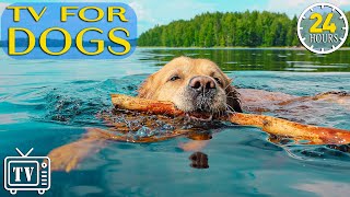 Download lagu 24 Hours Anxiety Relief With Music for Dog: Dog TV - Fast Boredom Busting Videos for Dogs with Music mp3 Download lagu 24 Hours Anxiety Relief With Music for Dog: Dog TV - Fast Boredom Busting Videos for Dogs with Music mp3