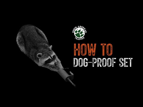HOW TO / DOG-PROOF SET ~ #9  Beginner Trapping Series ~