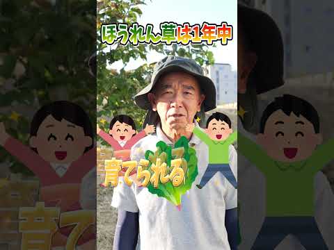 ほうれん草 植物
