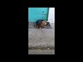 How Peacefully Cute Dog Is Sleeping Whos That Dog PetLover FamilyDog Hammyandolivia CuteAnimals Nat