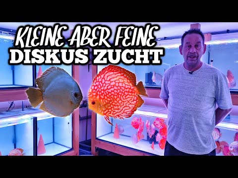 Discus breeding for over 40 years! | Rödental Discus Breeding