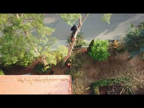 Video 1 Demergo Baumpflege