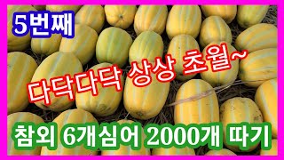 참외 수확 상상초월~ 6개심어 1100개 확보~세상에 이런일이 귀농귀촌 주말농장 비닐하우스 텃밭 전원일기,인…