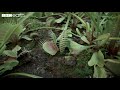 The Venus Flytrap S Deadly Speed Natural Born Killers BBC Earth