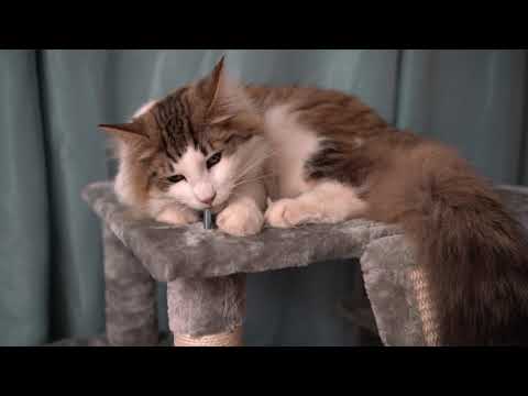 Norwegian Forest Cats Build a Cat Tree With Us