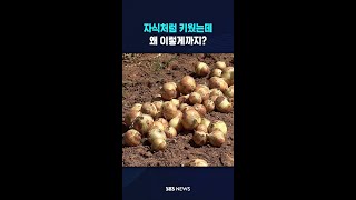 자식처럼 키웠는데 왜? #shorts